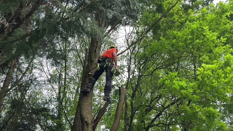 Mulching Services in Atlantic Beach, NC